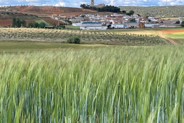 Albaladejo del Cuende